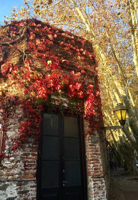 El Patio De Las Glicinas Колония-дель-Сакраменто Экстерьер фото